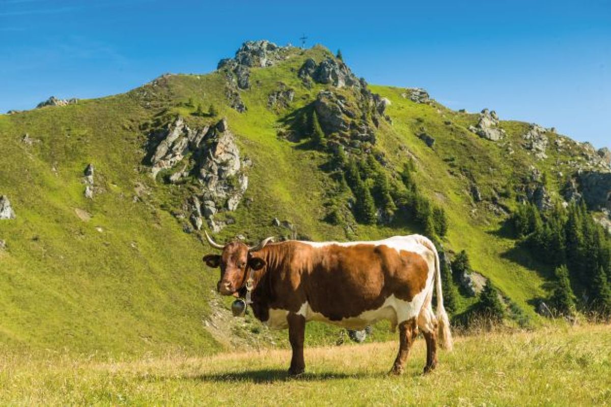 Sommerurlaub in Bad Hofgastein